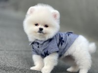 Ayı Surat Pomeranian Boo Yavru