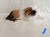 Yavru Guinea Pig