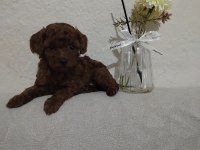 Orjinal poodle