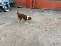 Köpeğimiz Jesy Yeni Yuvasını Ve Oyun Arkadaşını Arıyor!