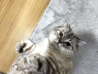 Kedimiz pamuğumuzu ücretsiz sahiplendiriyoruz