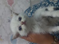 Golden Yeşil Mavi Göz Mükemmel Bebek Kedilerim