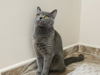 British shorthair dişi