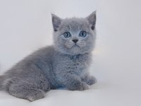 British Shorthair Cinsi Yavruları