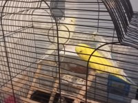 Acil satılık takım kuşlar