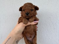 Toy poodle bebek köpekler