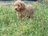 3 Küçük Poodle Ponçik