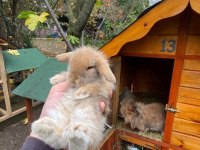 Tüm şehirlere gönderim evcil tavşan çiftliği