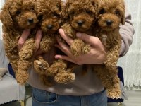 A Kalite Orjinal Koyu Toy Poodle