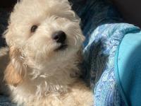 Anne Altından Poodle Yavrular