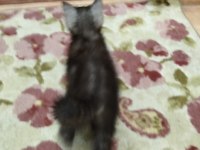 2 Kardeş Tuvalet Eğitimli 4 Aylık Scottish Fold