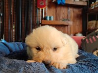 Bembeyaz Güzellik Safkan Samoyed Yavrusu