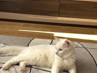 Kısır Aşıları Tam Ve Çipli Ankara Kedisi