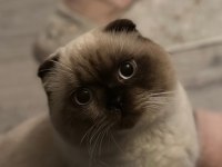 1,5 Yaşında Blue Point Erkek British Shorthair