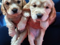 Son 2 Dişi Yavru Amerikan Cocker