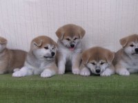 Japon Akita İnu Yavruları