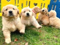 Yavru Golden Retriever Köpekler Sağlık Ve Irk Garantilidir