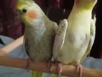 Yavru Sultan Papağanı Ele Alıştırmalık