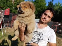 Üreticiden çin aslanı chow chow bebekler