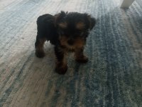 35 Günlük Erkek/Dişi Şecereli Yorkshire Terrier Bebekler