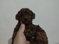 Orjinal Poodle