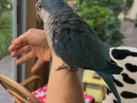 16 aylık full evcil konuşan pudra mavisi monk papağanı