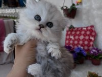 British Longhair Erkek Silver Yeşil Göz
