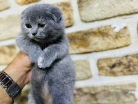 Scottish fold yavrumuz sağlıklıdır hazırdır