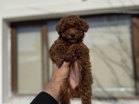 Kore poodle yavruları