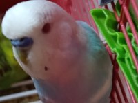 Muhabbet kuşlar yeni