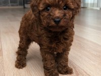 Toy Poodle Orjinal Teddy Yavrular
