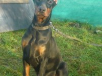 Doberman köpeği yavruları