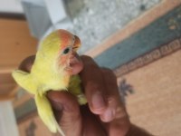 Sevda Papağanı El Besleme