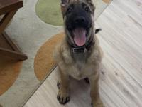 5 Aylık Safkan Yakışıklı Mı Yakışıklı Erkek Belçika Kurdu