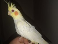 Sultan papağanı lutino kırmızı göz