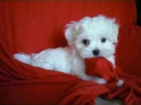 Mükemmel maltese bebekler