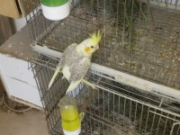 45 günlük sultan papağanı