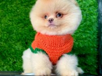 Orijinal Pomeranian Yavrumuz