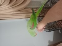 Full Evcil Konuşan Alexander Papağanı