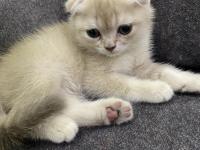 Scottish Fold Fındık Kızımıza Yuva Arıyoruz