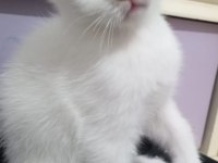 Sevimli Ve Oyuncu Kediler