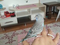 Yavru Muhabbet Kuşu 60 Günlük