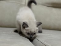 Teslime Hazır British Scottish Yavrular