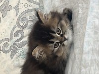 British Longhair Cinsi Kedimiz
