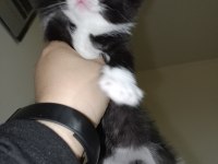 20 Ocak Doğumlu British Bicolor Yavrular