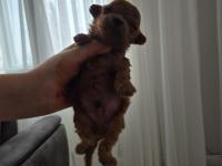 Anne altından safkan poodle bebekler