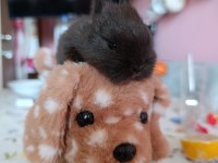 Safkan Black Silver Cüce Tavşan Yavrular