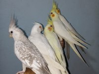 Ev Üretimi Yerli Sultan Papağan Yavruları