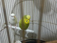 Sadece 4 Adet Muhabbet Kuşumuz Kaldı