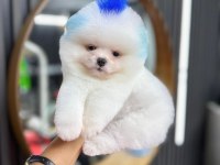 2 Buçuk Aylık Pomeranian